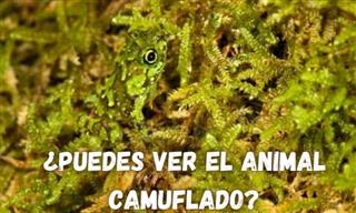 ¿<b>Puedes</b> Ver <b>El</b> Animal Camuflado?