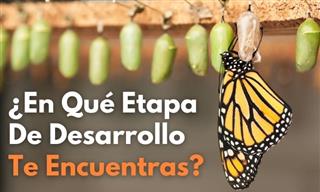 ¿<b>Eres</b> Larva, Capullo o Mariposa?