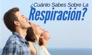 ¿Cuánto Sabes Sobre La Respiración?