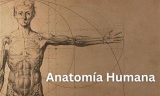 ¿Qué Sabes De Anatomía <b>Humana</b>?