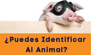 ¿Puedes Identificar El Animal a Través <b>De</b> Una <b>Foto</b> Parcial?