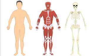 Quiz: Aprende Jugando ¿Cuánto Sabes Sobre El Cuerpo Humano?