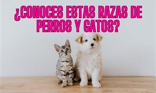 ¿Conoces Estas Razas De <b>Perros</b> y Gatos?