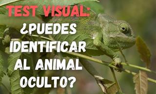 ¿Puedes Ver Los Animales Ocultos?