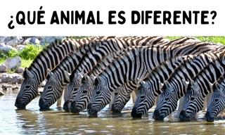 ¿Qué <b>Animal</b> <b>Es</b> Diferente?