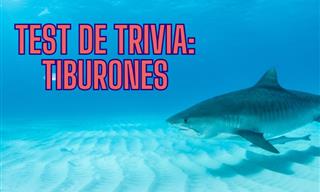 Trivia <b>Animal</b>: Tiburones