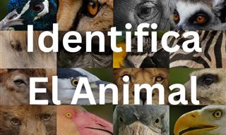 ¿Puedes Identificar a Estos <b>Animales</b>?