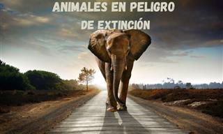 Animales En Peligro De Extinción