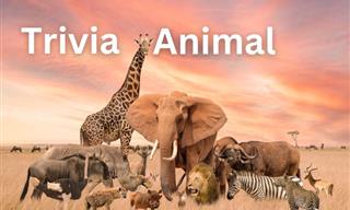 Ronda De Trivia De Animales