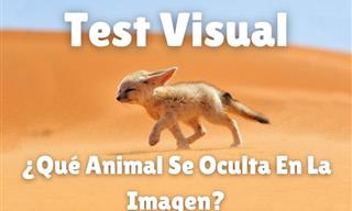 ¿Puedes Ver Los <b>Animales</b> Ocultos?