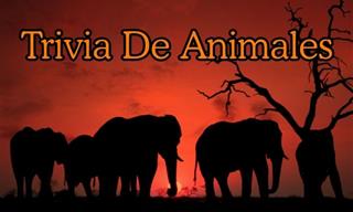 Test De Trivia Animal Sobre Récords Mundiales