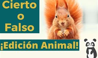 Cierto <b>o</b> Falso: Edición Animal
