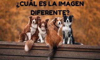 ¿Cuál Es La <b>Imagen</b> <b>Diferente</b>?